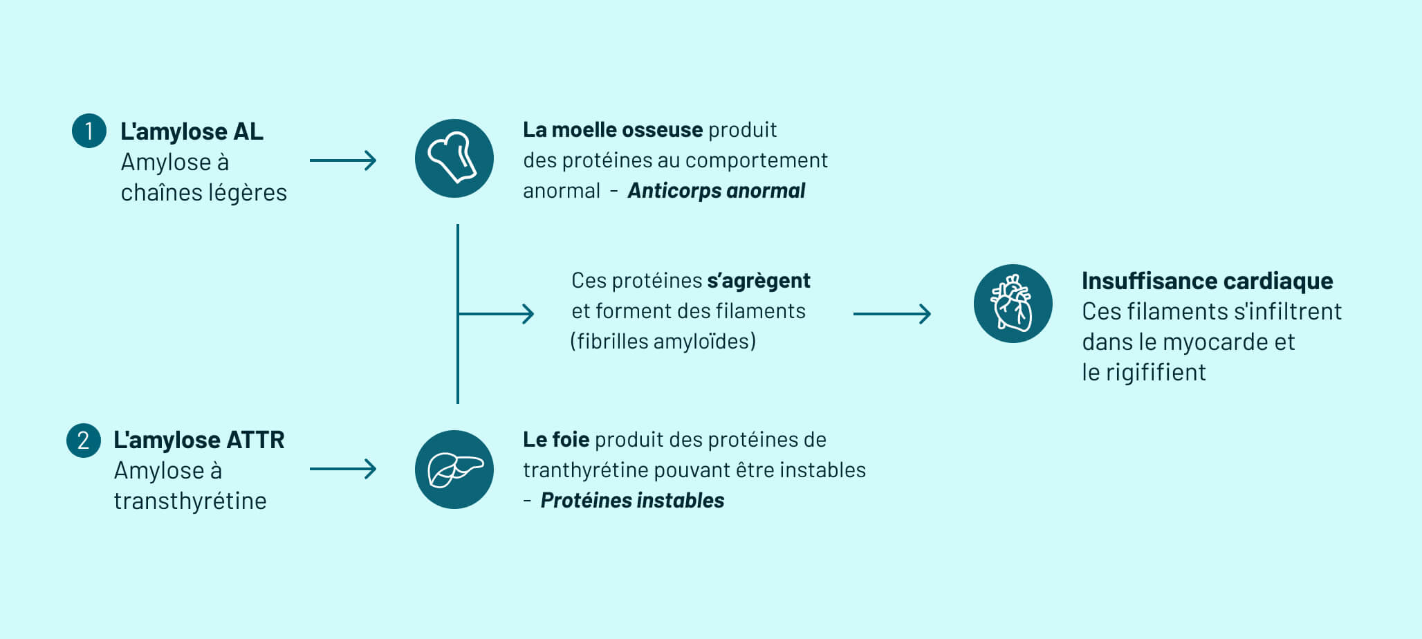 Quels sont les principaux types d'amylose cardiaque ?